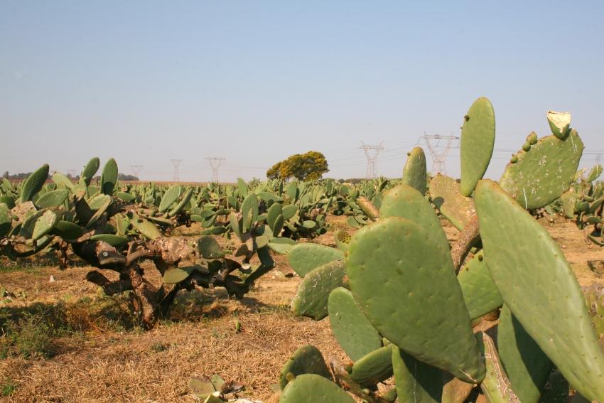 Fresh Nopales in South Africa