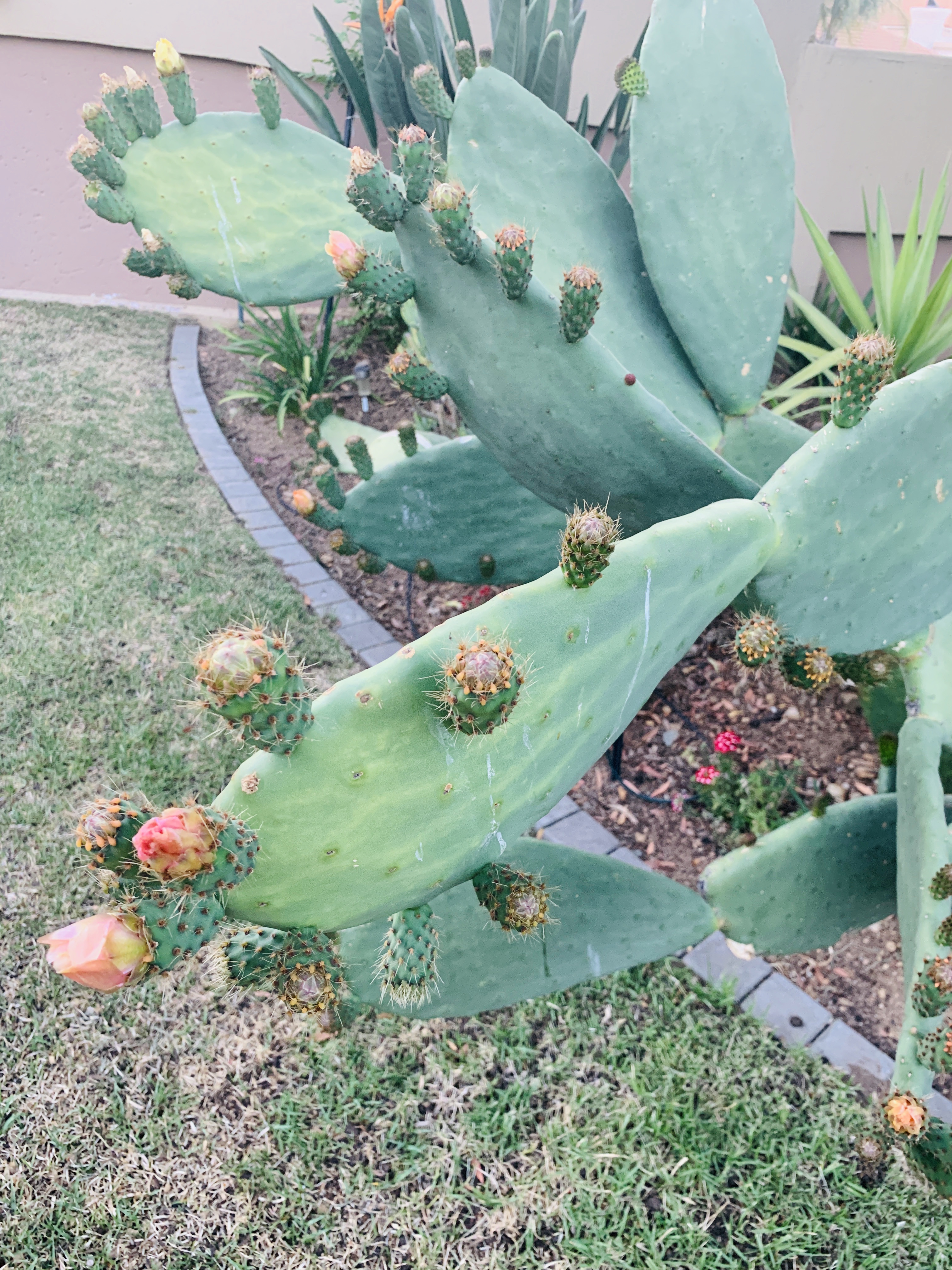 My First Prickly Pear Harvest in South Africa